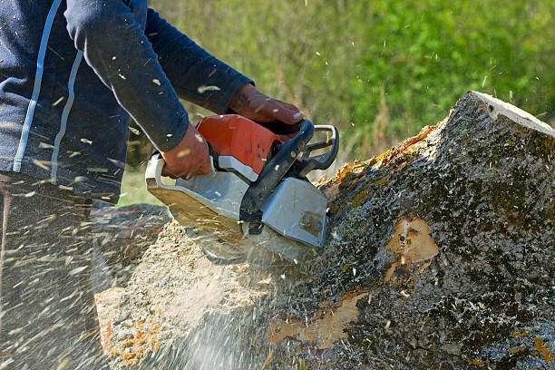 Best Residential Tree Removal  in Great Falls, SC